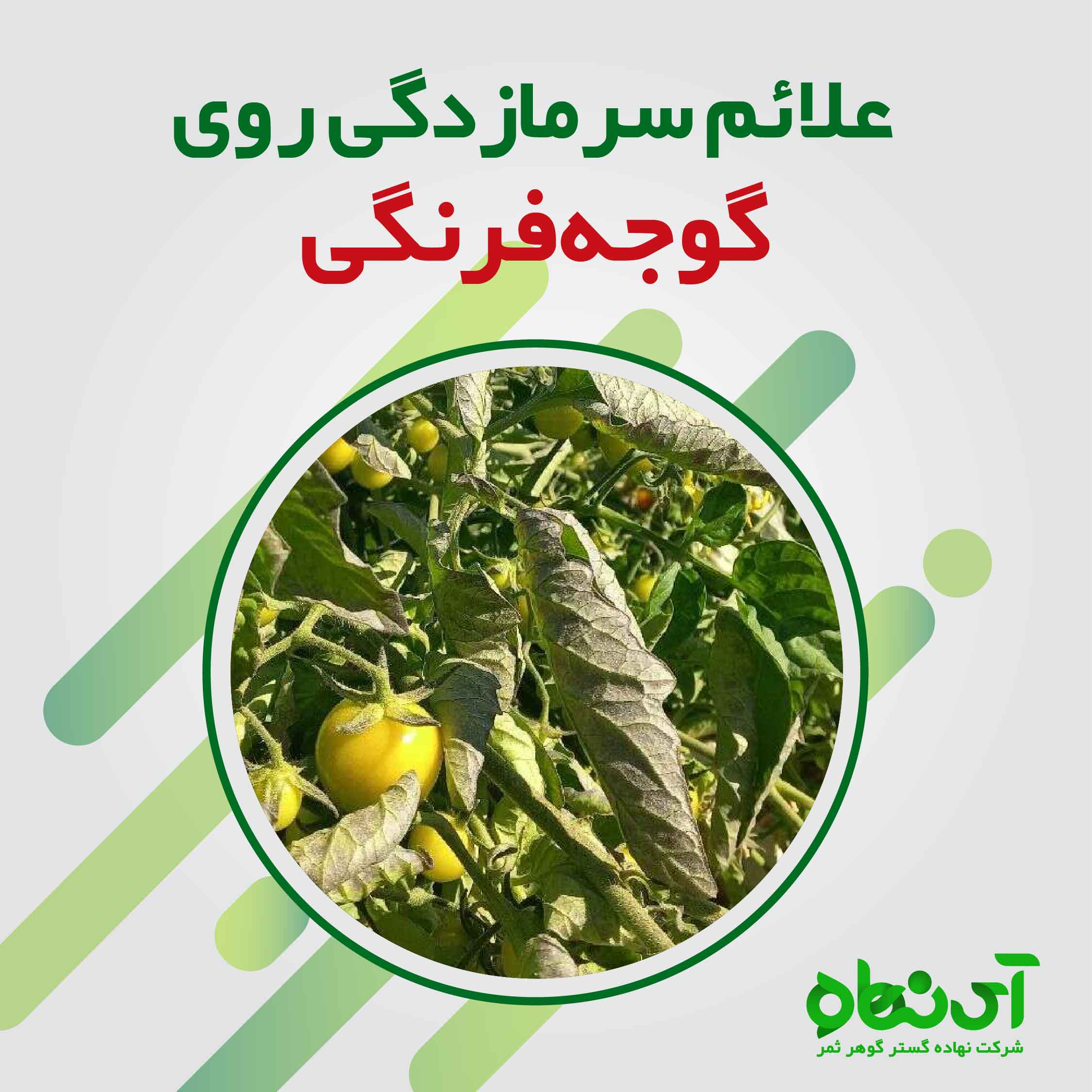 علائم سرمازدگی روی گوجه فرنگی